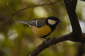 yellow titmouse sits on a branch against a background of green forest. Paridae close-up