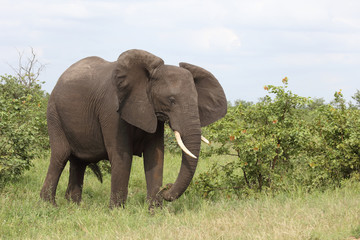 Fototapeta premium Afrikanischer Elefant / African elephant / Loxodonta africana