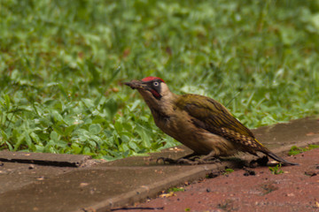 Red-headed woodpecker produces food on the lawn.ficker digs worms in the park. woodpecker with a dirty beak close-up