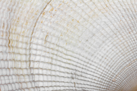 background texture of white seashell, macro photo
