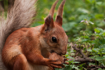 orange squirrel. flurry squirrel holds in its paws a big nut sitting on green grass in the forest