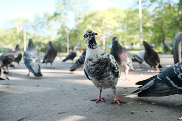 Pigeons on the sunny city street eat bread