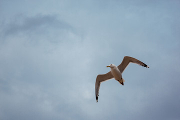 white seagull flies over the sea in cloudy windy weather, waves, wind, clouds