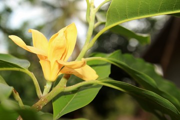 Yellow-orange coloured champak ((Michelia champaca)) flower in bloom.This flower Known by several names all over India (Champak, Chapha, Chenbagam, Leihao, Sopa)
