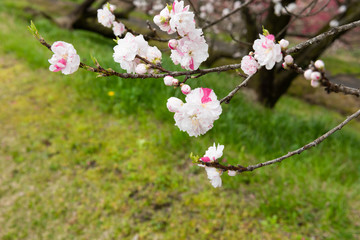 桜に似たかわいいハナモモのアップ