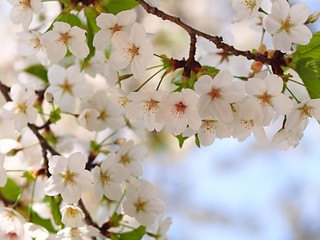 大島桜の花