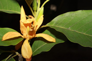 Blooming Indian Golden Champak (Magnolia champaca) flower on black background