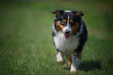 Black tricolor australian sheperd trotting in a field of grass