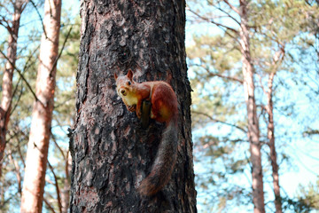 Squirrel sitting on a tree. Red squirrel climbed a pine tree
