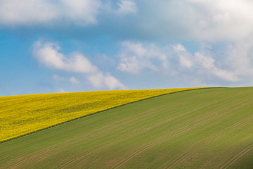 Obraz premium Crops growing on a Sussex hillside, on a sunny spring morning