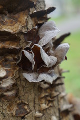 The Unknown Mushroom