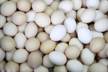 vegan food seeds nuts eggs