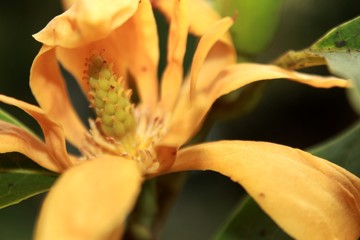 Macro photography, Macro details of a Yellow - orange colored Magnolia champaca, known in English...