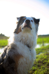Young australian shepherd dog is looking perplexed while sitting in a natural environment