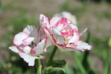 Wunderschöne Tulpe mit drei Köpfen
