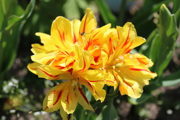 Fototapeta premium Wunderschöne Tulpe mit drei Köpfen