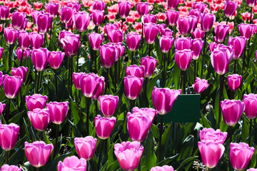 Beautiful bouquet of tulips nature background.