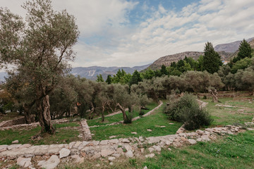 Olive garden view in Montenegro