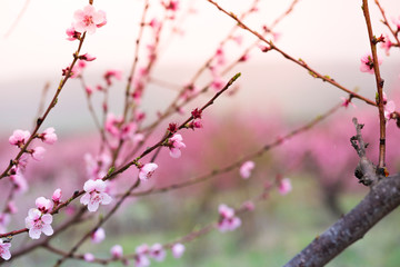 Pink peach flowers begin blooming in the garden. Beautiful flowering branch of peach on blurred garden background. Close-up, spring theme of nature. Selective focus