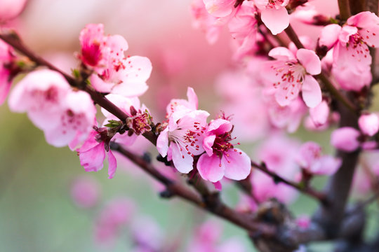 Pink peach flowers begin blooming in the garden. Beautiful flowering branch of peach on blurred garden background. Close-up, spring theme of nature. Selective focus © Fototocam