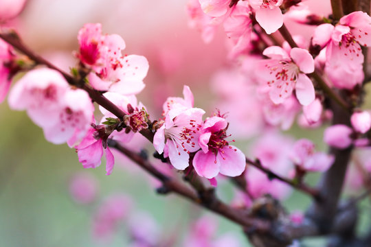 Pink peach flowers begin blooming in the garden. Beautiful flowering branch of peach on blurred garden background. Close-up, spring theme of nature. Selective focus