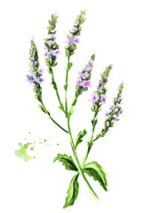 Naklejka premium Healing Verbena officinalis plant. Watercolor hand drawn illustration, isolated on white background