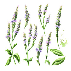 Healing Verbena officinalis set. Watercolor hand drawn illustration, isolated on white background