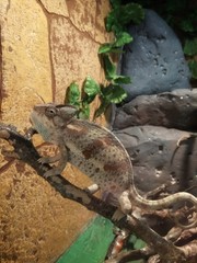 Guana