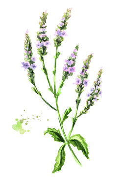 Healing Verbena officinalis plant. Watercolor hand drawn illustration, isolated on white background