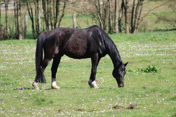Pferd steht auf einer Weide im Frühling
