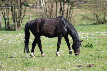 Pferd steht auf einer Weide im Frühling