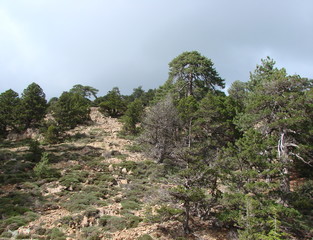 A natural picture of the unique beauty of the sun-rayed mountain forest on the background of the clouds that is approaching the blue sky.