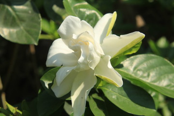 Gardenia jasminoides (Cape Jasmine) flower in garden.