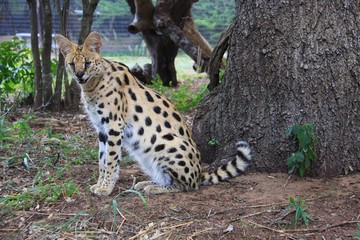 un serval assis