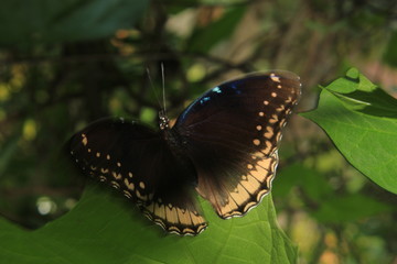 Female great eggfly (Hypolimnas bolin).Also known as common eggfly or blue moon butterfly on leaf,soft focus.India