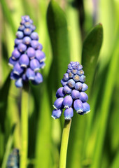 Makro-Blüte einer blauen Traubenhyazinthe, auch Perlhyazinthe, Bauernbübchen oder Bergmännchen genannt
