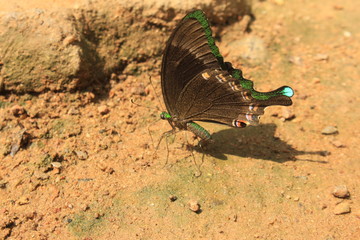 Emerald Swallowtail or Green-Banded Peacock (Papilio palinurus). Tropical butterfly resting closed winged on land.