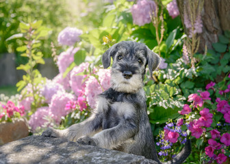 Standard Schnauzer puppy, 8 weeks old male dog, color salt-and-pepper wiry coat, in a flowering...