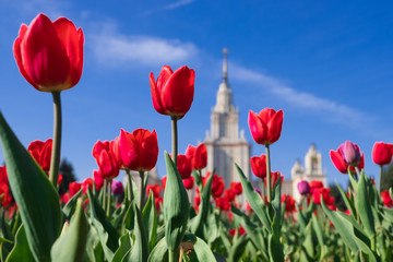 Russia, Moscow - Red tulips in front of the main building of Moscow State University. Mv Lomonosov on Sparrow Hills