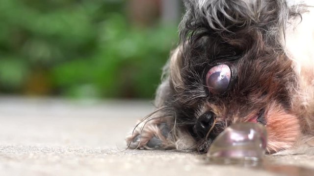 The dog sleeping and use the tongue licking ice on the floor on very hot day. Animal heatstroke concept. Selective focus and free copy space.