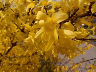 golden bell blooming forsythia in early spring