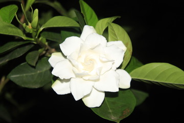Obraz na płótnie Canvas White Gardenia flower with leaves on black background