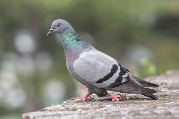 pigeon resting at park