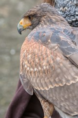 beautiful buzzard with a curved beak