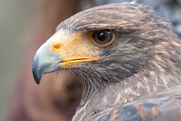 beautiful buzzard with a curved beak