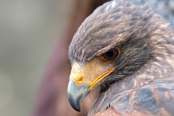 beautiful buzzard with a curved beak