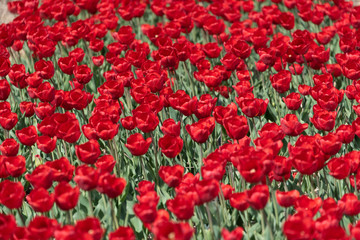 Fototapeta premium Tulips in a field