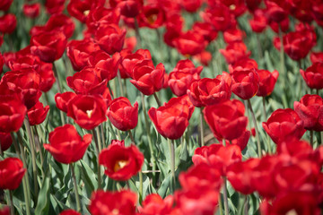 Tulips in a field