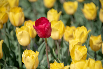 Obraz premium Red Tulips in a field of yellow tulips