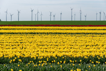 Obraz premium Tulips in a field